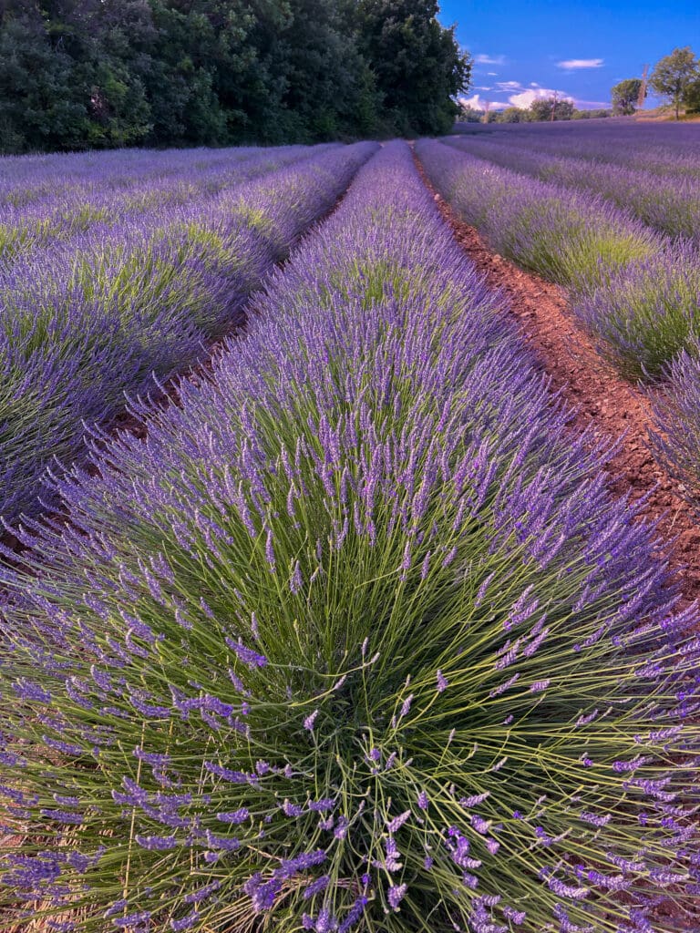 lavender fields showing the purple colors of the flowers during golden hour