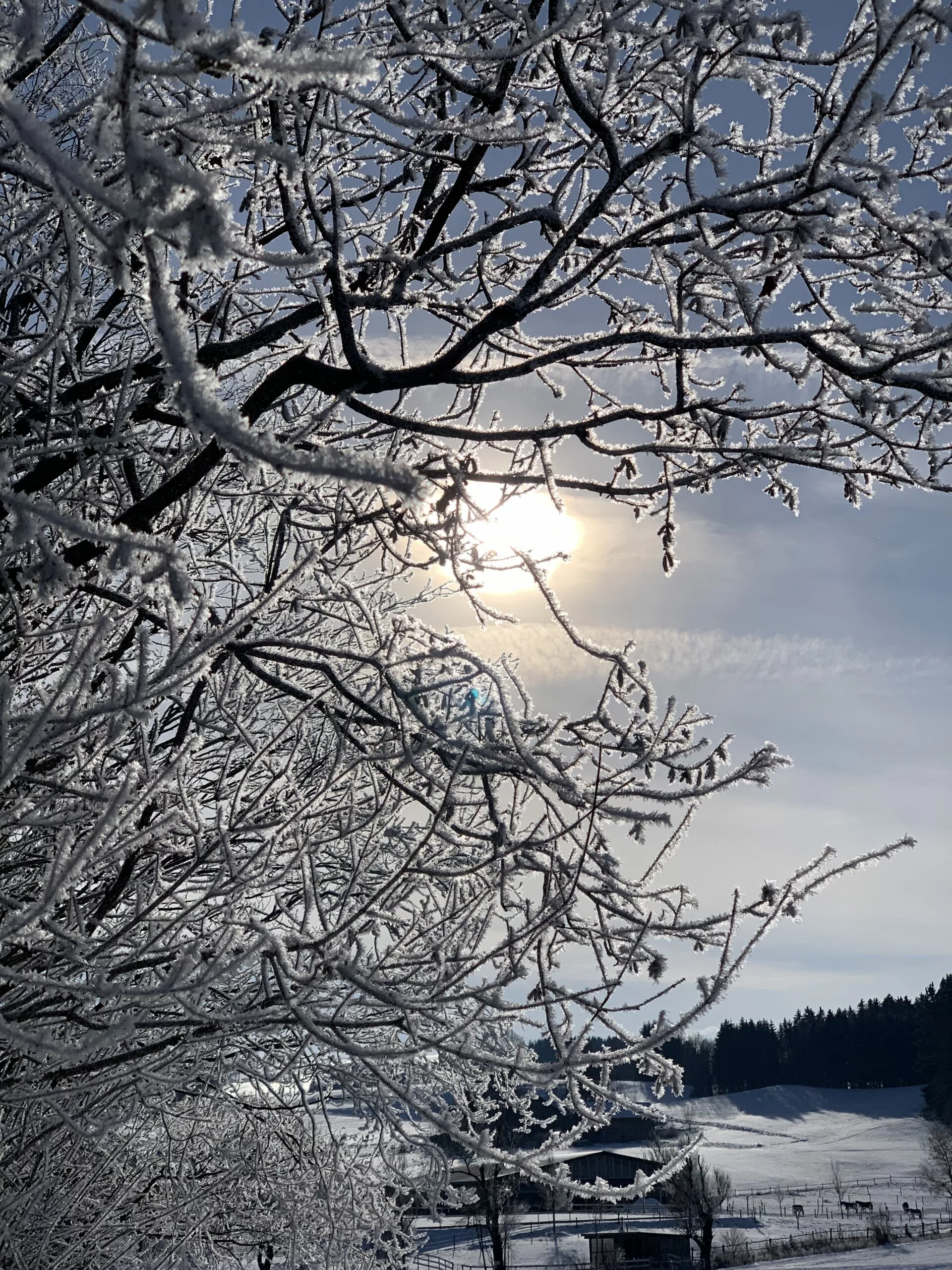 Winter, Allgäu, Snow,