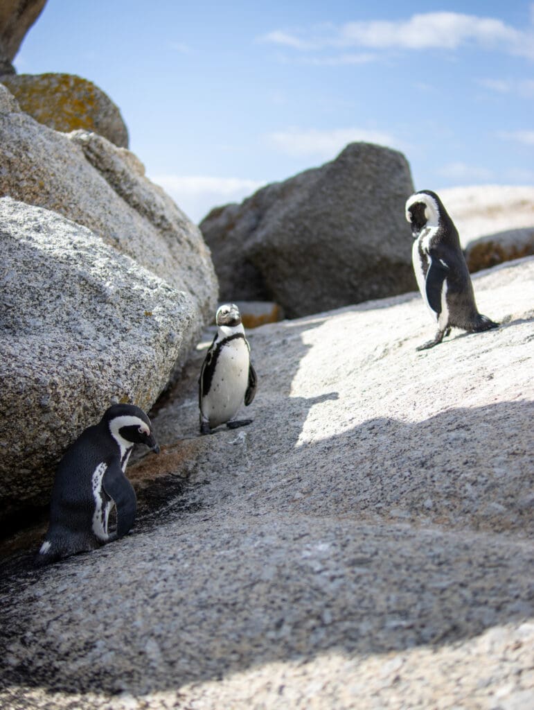 Boulders Beach penguins South Africa