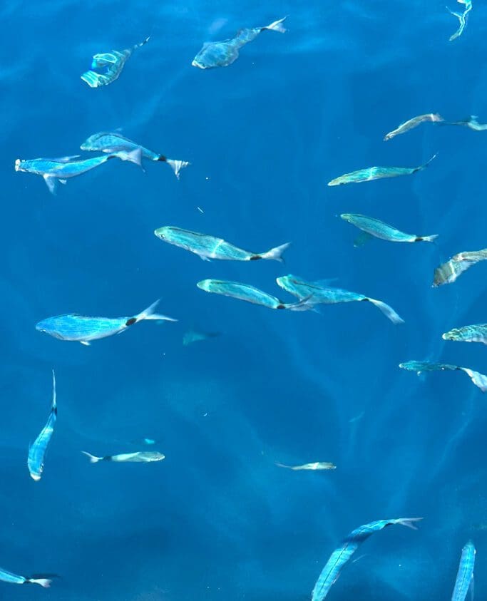 Fishes