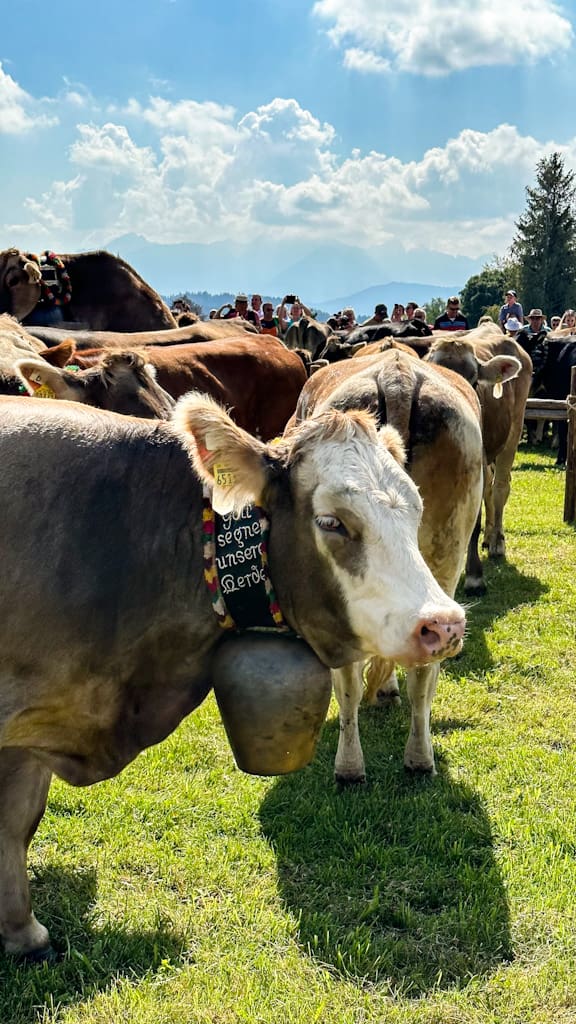 Viehscheid im Allgäu