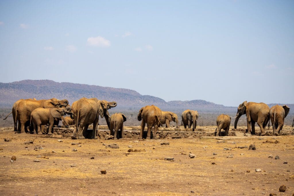 Herd of Elephants drinking at a waterhole in Madikwe Game Reserve