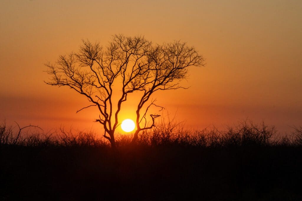 A sunset in the African bush veld with silhouette of a tree