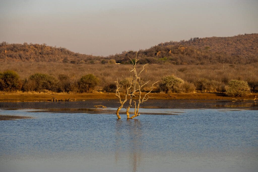 Nature views of a dam with a tree in the centre