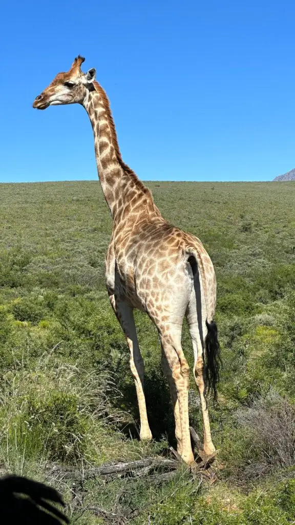 Wildehondekloof The peaceful giraffe on the plains of the Wildehondekloof reserve