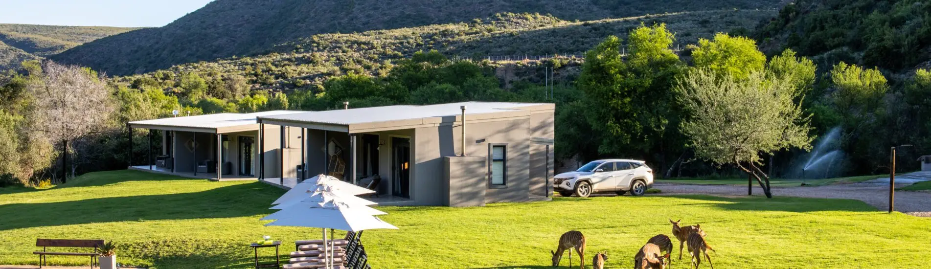 Wildehondekloof Klein Karoo near Oudtshoorn views of the estate with rolling lawns with Nyalas and a pool