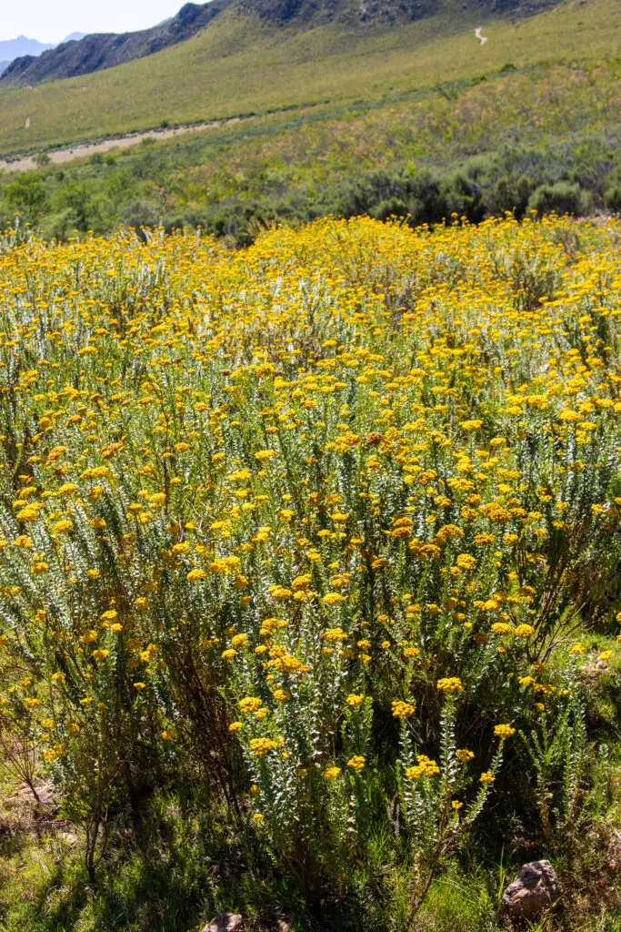 The landscape is like nothing you have ever experienced Klein Karoo yellow daisies Wildehondekloof