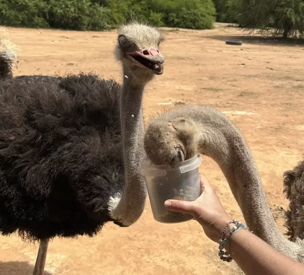 Safari Ostrich Farm, Oudtshoorn, South Africa, Klein Karoo, Garden Route small group tour