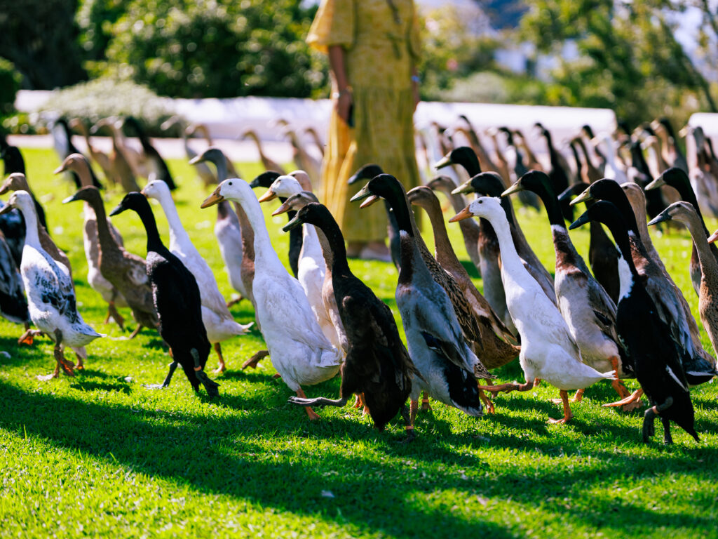 Bernie admiring the Indian Runner Ducks at Vergenoegd Boutique Hotel and Spa