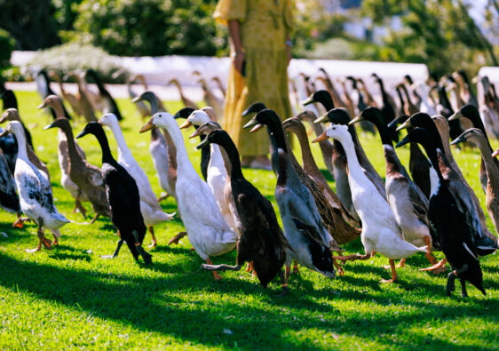 Bernie admiring the Indian Runner Ducks at Vergenoegd Boutique Hotel and Spa