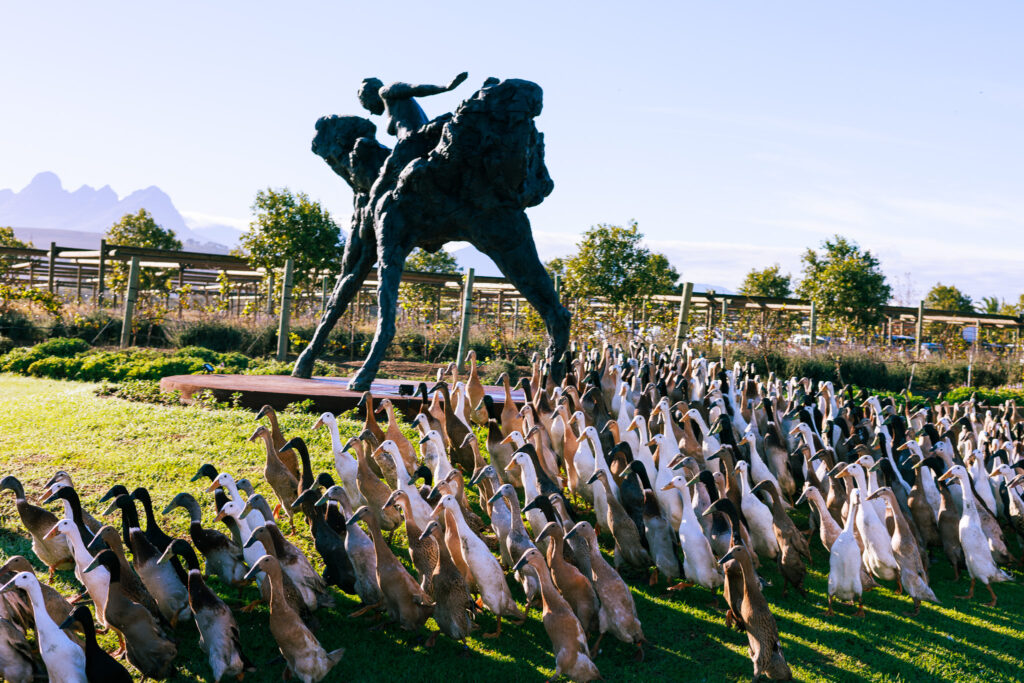 The working Indian Runner Ducks of Vergenoegd Löw Boutique Hotel & Spa