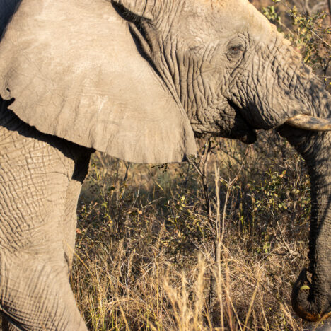 Zebras Crossing: Hiking, biking and wildlife for the whole family