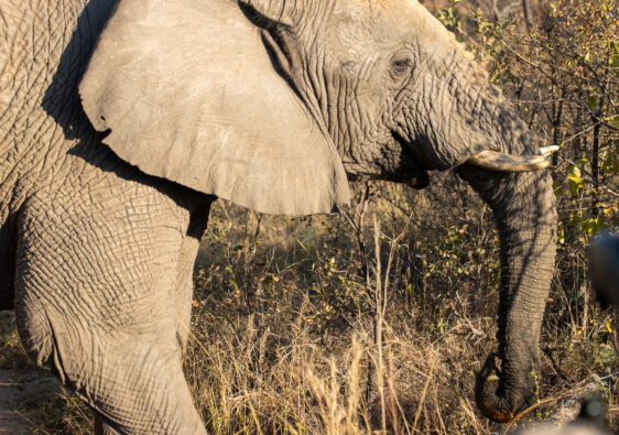 Elephant, Elephants Crossing, South Africa, Welgevonden Game Reserve