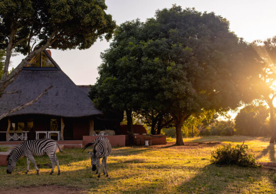 Lodge, Zebras in front of a Game Lodge, South Africa