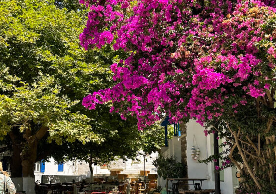 Dyo Choria, Bougainvillea, sqare in Greece with Bougainvillea. Geheimtipp in den Kykladen