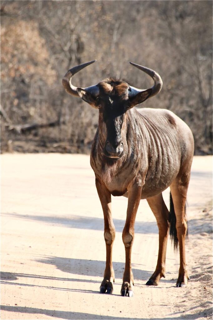 A close-up of a Bluewildebeest in the Kruger National Park