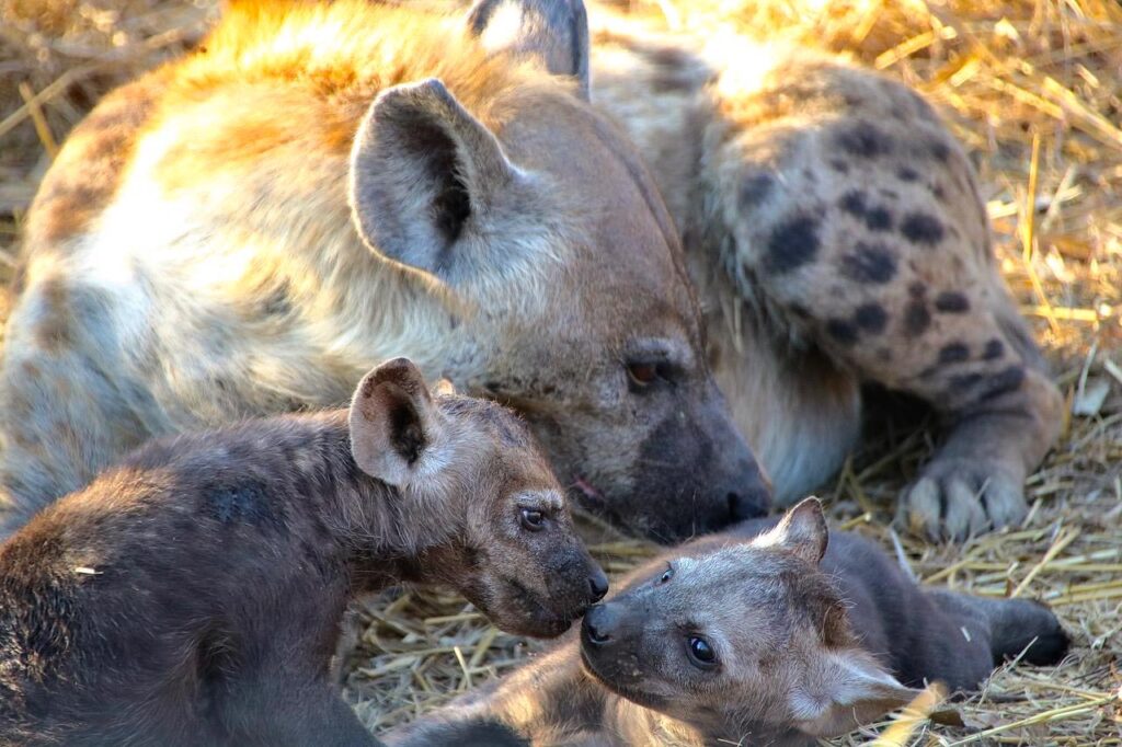 Big 5 Game Reserves in South Africa, Hyena . Hyäne Big 5 Wildreservat in Südafrika