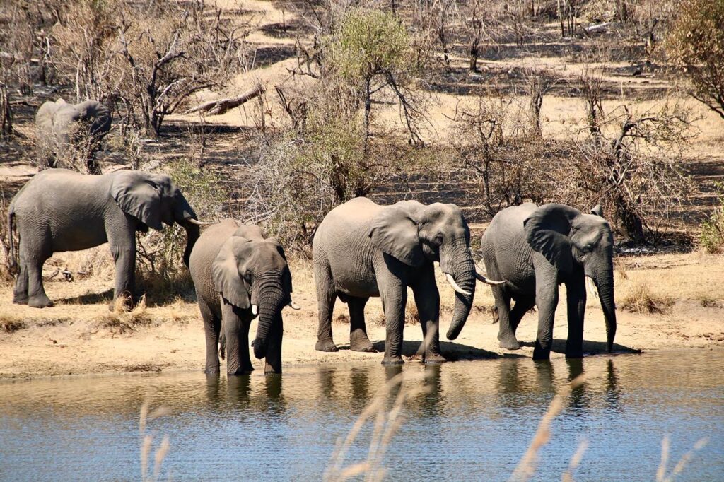 Big 5 Game Reserve Elephants at a waterhole in the Kruger National park South Africa. Elefanten Big 5 Wildreservat Südafrika