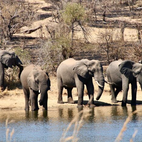 Big 5 Game Reserve Elephants at a waterhole in the Kruger National park South Africa. Elefanten Big 5 Wildreservat Südafrika