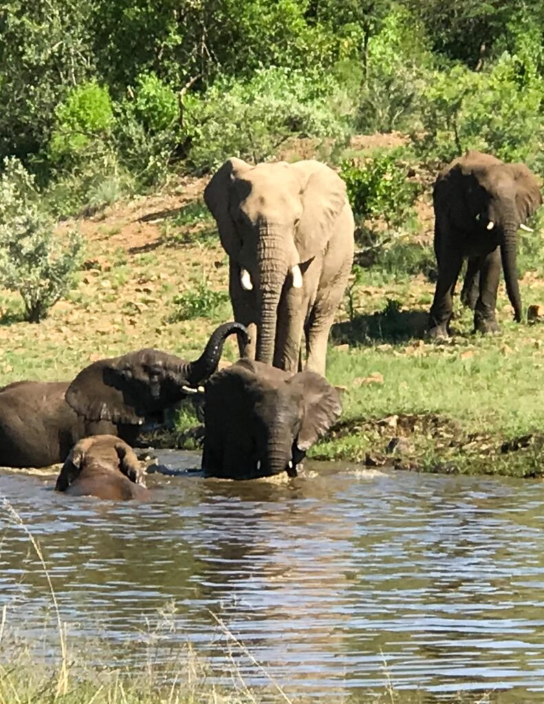 Pilanesberg, Big 5 Game Reserve South Africa. Big 5 Wildreservat Südafrika