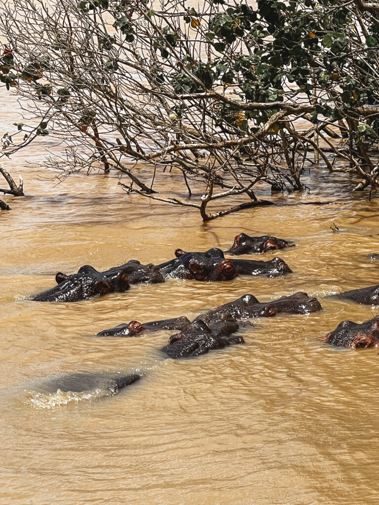 Up-close encounters with hippos at St. Lucia