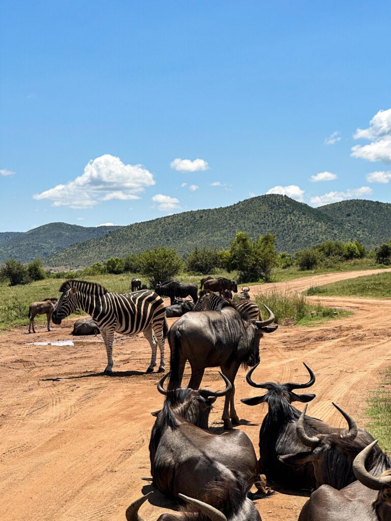 Animals Pilanesberg, Big 5 game reserve South Africa. Big 5 Wildreservat Südafrika