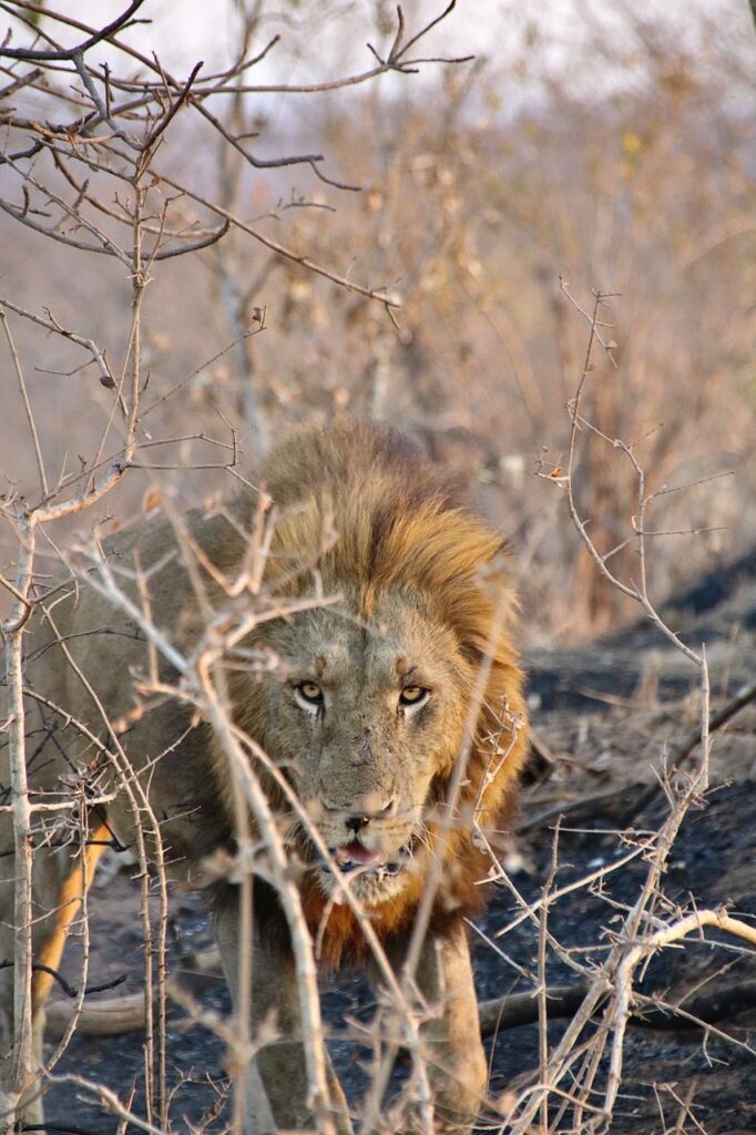 Big 5 Game Reserve Lion A close-up of a lion in a game reserve in South Africa