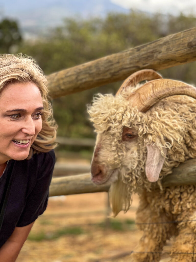 Bernie admiring the tame Alpacas at The Alpaca Loom in Paarl, South Africa