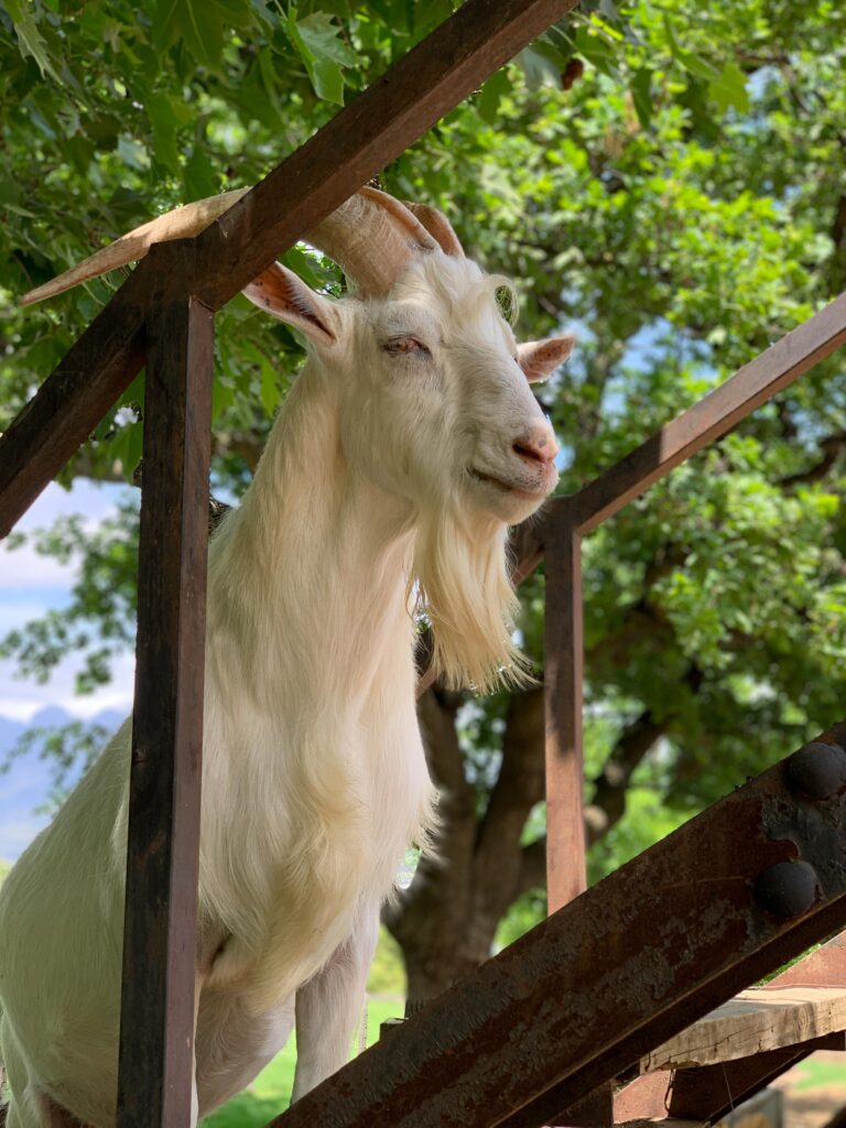 The gorgeous white goats of Fairview wine farm
