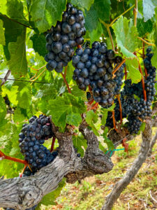 Black grapes in a vineyard in South Africa