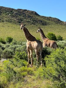 Giraffen, Karoo, Wildehondekloof, Garden Route