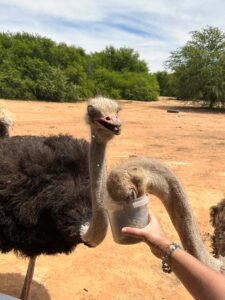 Straussenfarm, Oudtshoorn