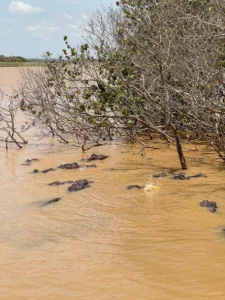 Hippos at iSimangaliso Wetlands Park, Kwa-Zulu Natal group tour