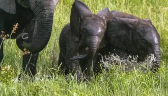 Baby elephants playing in the water of the Okavango delta