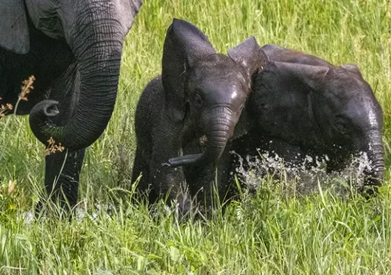 Baby elephants playing in the water of the Okavango delta