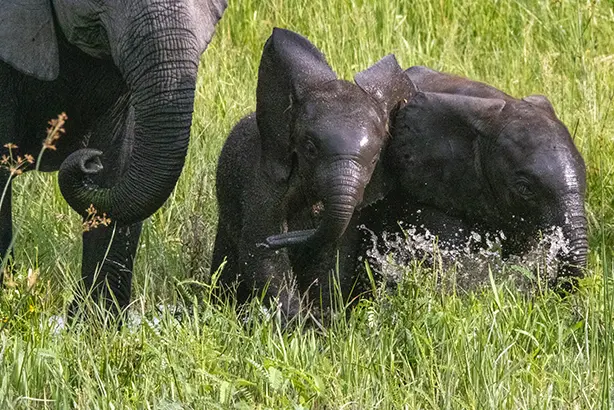 Baby elephants playing in the water of the Okavango delta