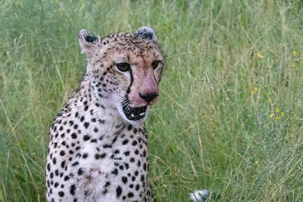 Cheetah