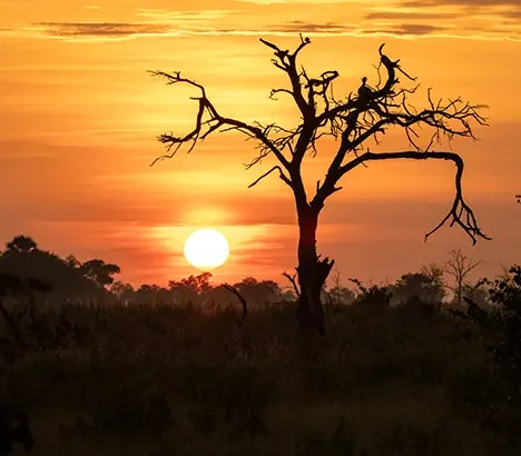 African Safari: Botswana, Zimbabwe, Zambia & Namibia