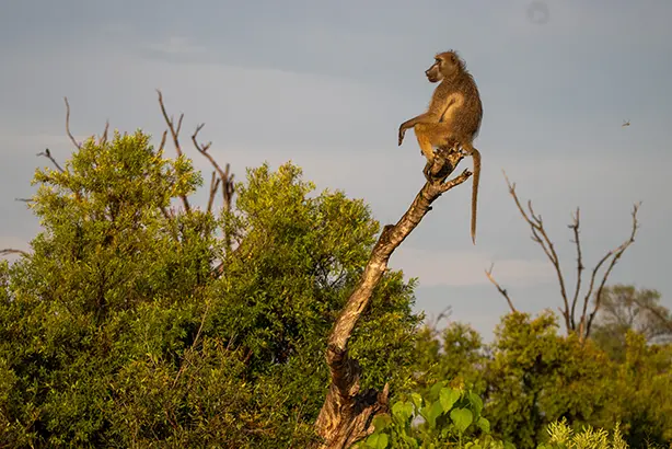 Barboon, Botswana