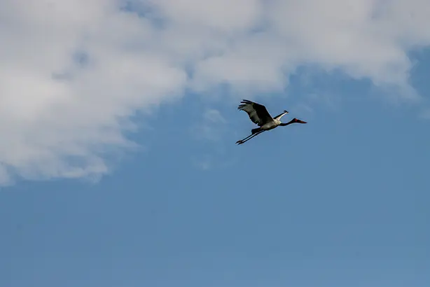 Bird, Okavango Delta