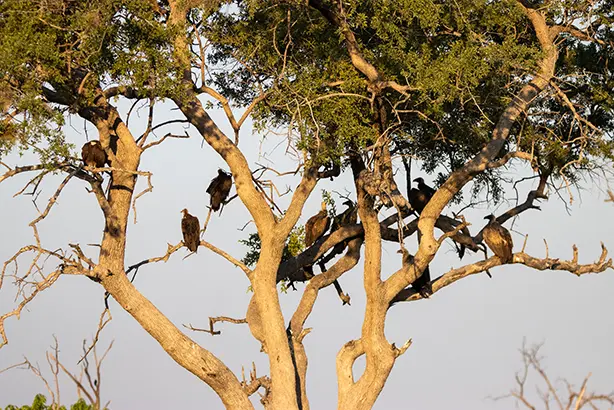 Vultures sitting in a trees waiting for the cheetah to move so they can feast