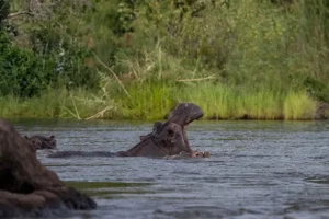 Hippos playing in the Chobe River Botswana