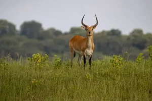 A lechwe standing on the banks of the Chobe River Botswana