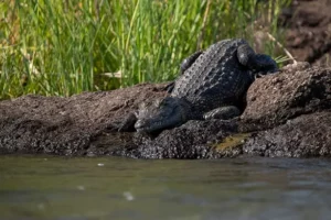 The Okavango delta is invested with crocodiles
