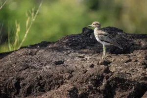 Prolific birdlife on the Okavango delta