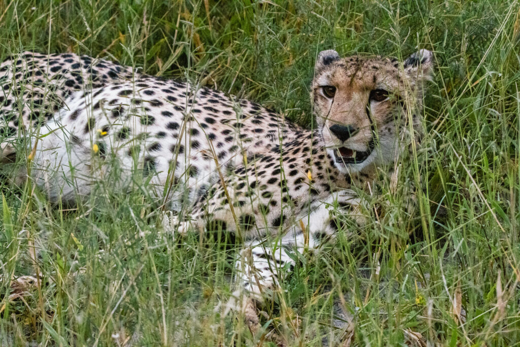 We spotted this cheetah on a kill