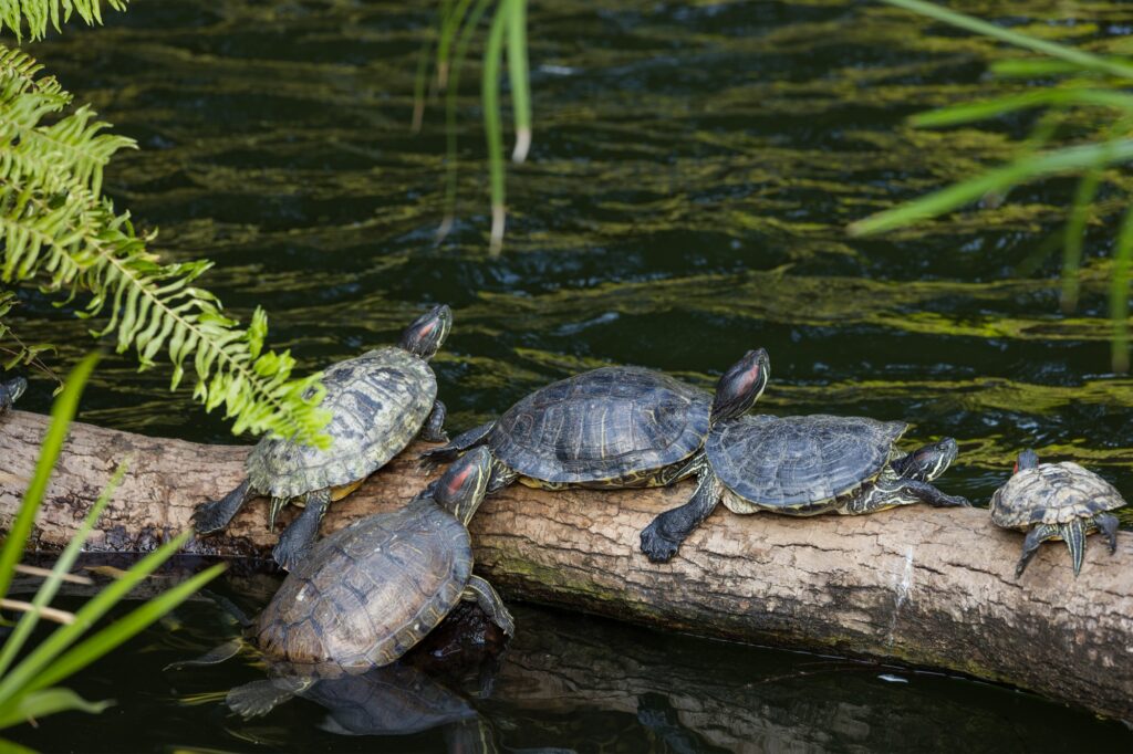 Turle on the tree bark at water pond