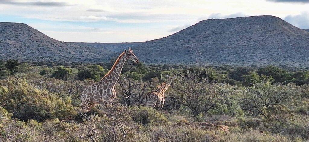 Giraffes in Klein Karoo. Giraffen in der Klein Karoo
