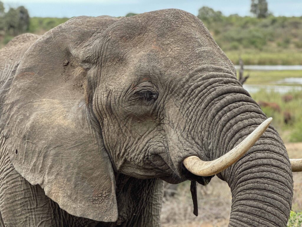 Elephant close up Kruger Park